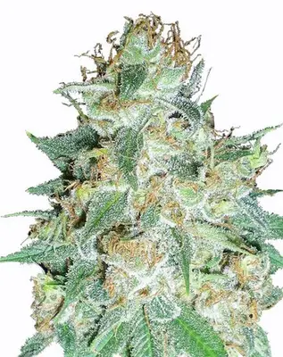 Aurora Indica cannabis seeds