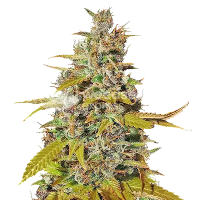 Australian Gold cannabis seeds