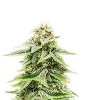 Auto 1-800-Cinderella-99 cannabis seeds