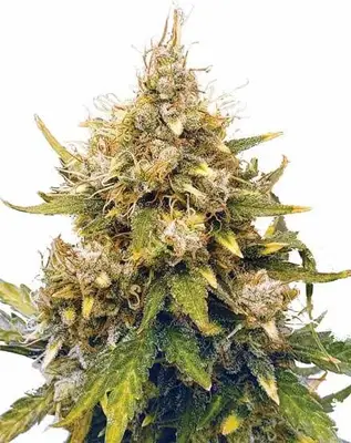 Auto Acapulco Gold cannabis seeds