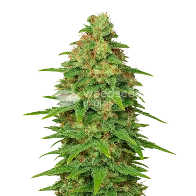 Auto ACDC cannabis seeds