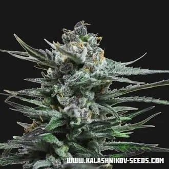 Auto Acid Blue cannabis seeds by Kalashnikov Seeds