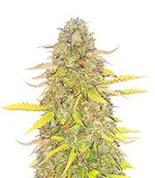 Auto Acid Rain cannabis seeds