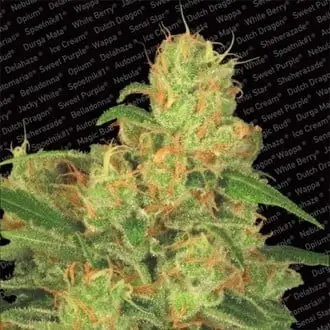 Auto Acid cannabis seeds by Paradise Seeds