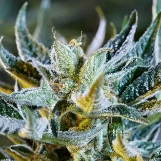 Auto Afberry cannabis seeds by Purple City Genetics