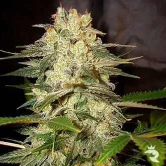 Auto Afghan Kush Ryder cannabis seeds by World of Seeds
