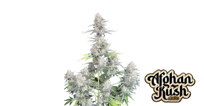 Auto Afghan Kush cannabis seeds