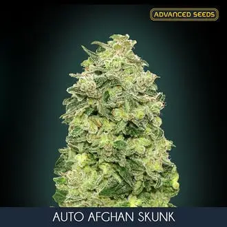 Auto Afghan Skunk cannabis seeds by Advanced Seeds