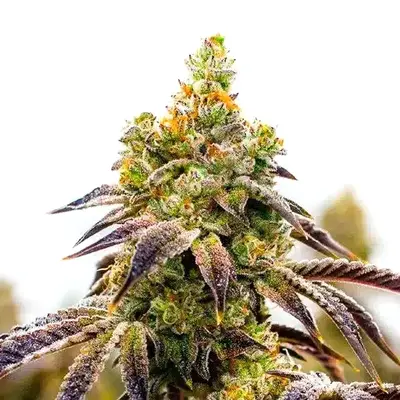 Auto Afghan x Black Domina cannabis seeds