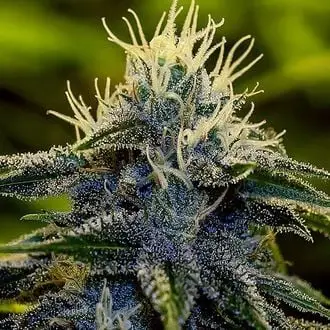 Auto Afghan cannabis seeds by Positronics Seeds
