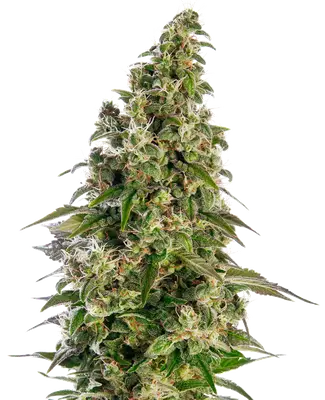 Auto Afghani #1 cannabis seeds