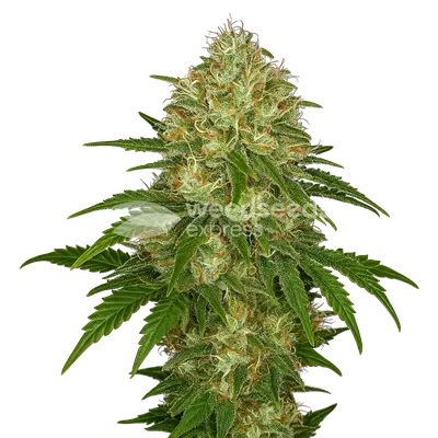 Auto Afghani cannabis seeds