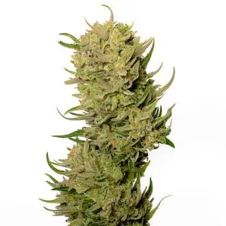 Auto AK-020 cannabis seeds