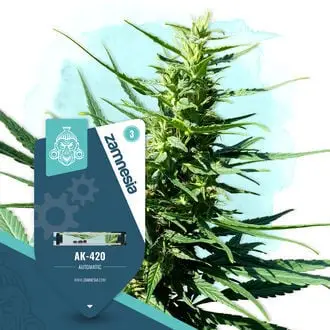 Auto AK-420 cannabis seeds