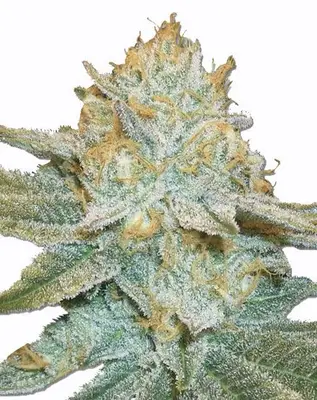 Auto AK 47 cannabis seeds