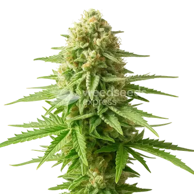 Auto AK-48 cannabis seeds