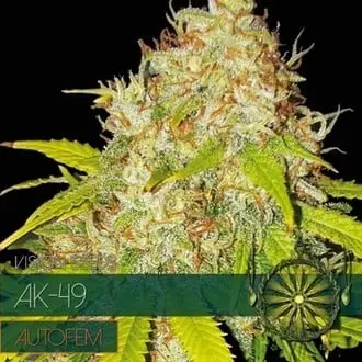 Auto AK-49 cannabis seeds by Vision Seeds