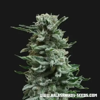 Auto AK Skunk cannabis seeds by Kalashnikov Seeds