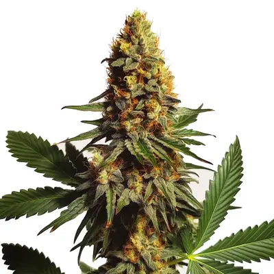 Auto Ak x Somango cannabis seeds by Blimburn Seeds