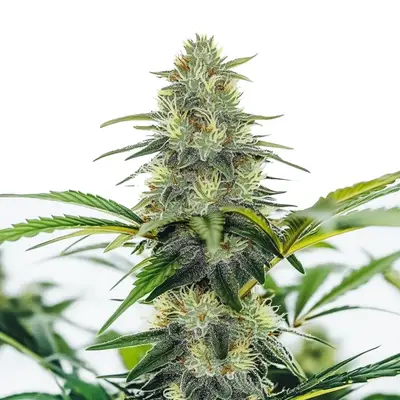 Auto AK x White Widow cannabis seeds