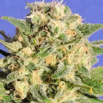 Auto AK XXL cannabis seeds by Original Sensible Seeds