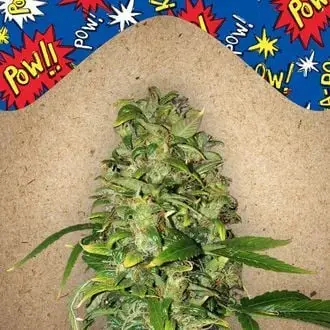 Auto AK cannabis seeds by Female Seeds