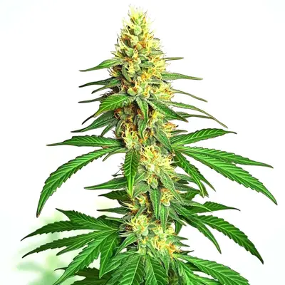 Auto Ak59 cannabis seeds by Blimburn Seeds