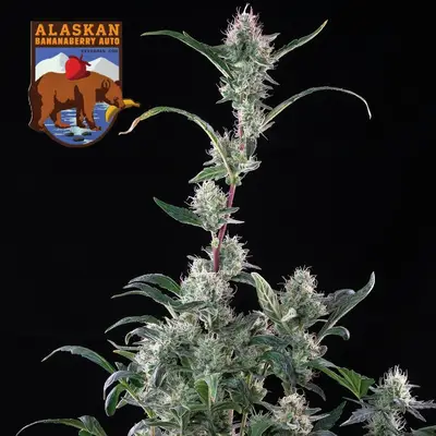 Auto Alaskan Bananaberry cannabis seeds