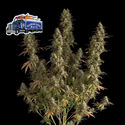 Auto Alaskan Diesel cannabis seeds