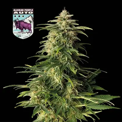 Auto Alaskan Purple cannabis seeds