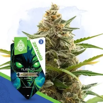 Auto Alien OG cannabis seeds by Zamnesia Seeds