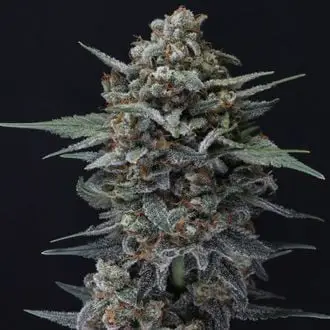 Auto Alien Snack cannabis seeds by Pure Instinto