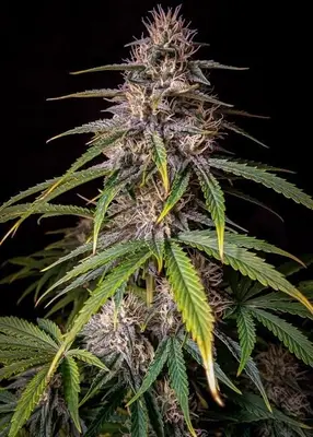 Auto Alien Vs Triangle cannabis seeds