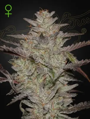 Auto Alienz cannabis seeds