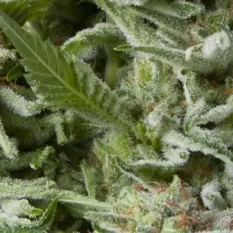 Auto Alpujarreña cannabis seeds by Pyramid Seeds