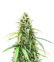Auto Also Know 47 cannabis seeds