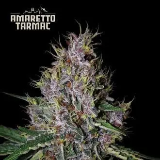 Auto Amaretto Tarmac cannabis seeds