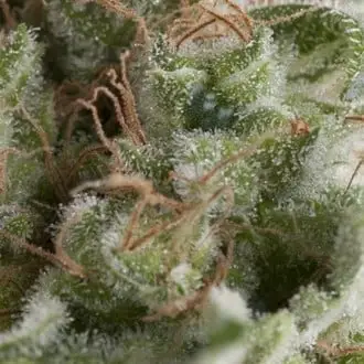 Auto American Pie cannabis seeds by Pyramid Seeds