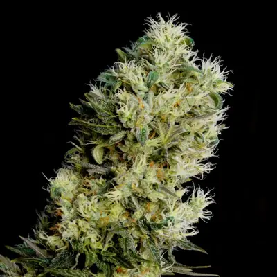 Auto Amnesia Bilbo cannabis seeds