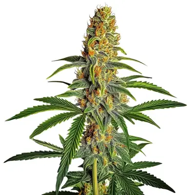 Auto Amnesia Bubba Autoflower F1 cannabis seeds by Blimburn Seeds