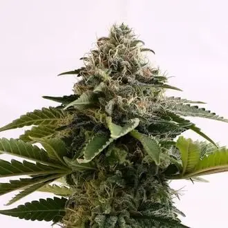 Auto Amnesia Dream XL cannabis seeds by Kannabia