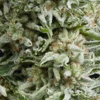 Auto Amnesia Gold cannabis seeds by Pyramid Seeds