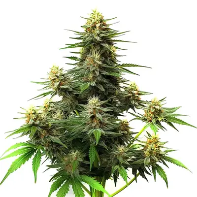 Auto Amnesia Haze Autoflower F1 cannabis seeds