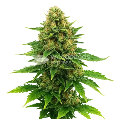 Auto Amnesia Haze X Blueberry cannabis seeds