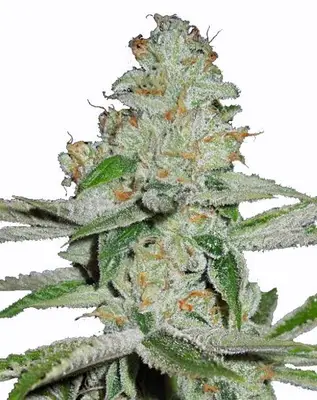 Auto Amnesia Haze cannabis seeds