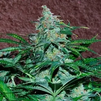 Auto Amnesia Ryder cannabis seeds by World of Seeds