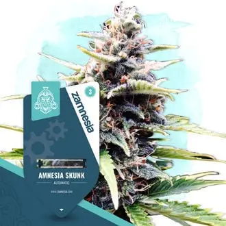 Auto Amnesia Skunk cannabis seeds by Zamnesia Seeds