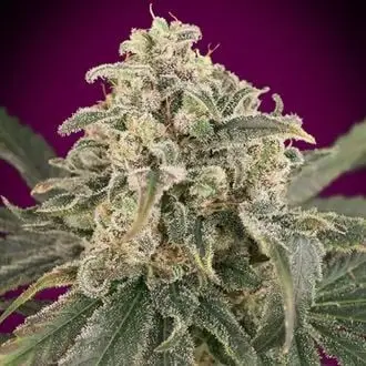 Auto Amnesia XXL cannabis seeds