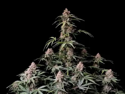 Auto Amnesia Zkittlez cannabis seeds
