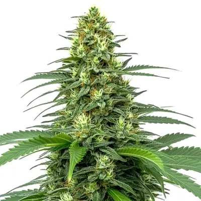 Auto Amnesia cannabis seeds by Blimburn Seeds